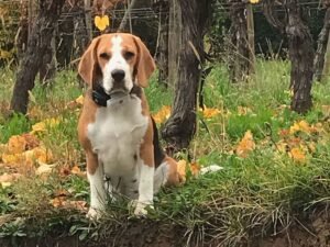 Chien accepté lors de votre séjour